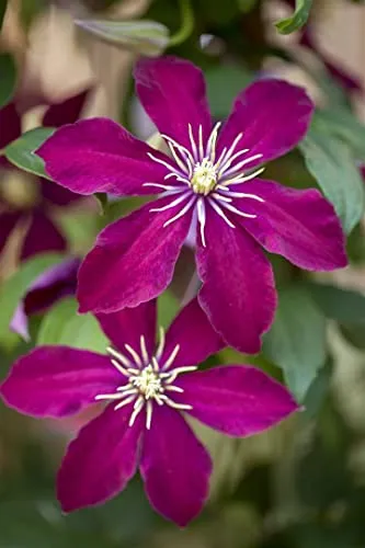 Clematis 'Niobe' 60–100 cm – Winterhart, Mehrjährig, Pflegeleicht – Waldrebe – Kletterpflanze für Pergola & Rankhilfe