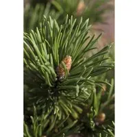 Pinus Mugo Alpenzwerg – Kompakte Bergkiefer 20–25 cm - Die Pinus mugo ‘Alpenzwerg’ ist eine pflegeleichte, immergrüne Bergkiefer, ideal für Steingärten und Terrassen. Mit ihrem dichten, kompakten Wuchs sorgt sie das ganze Jahr über für Struktur und Farbe im Garten.