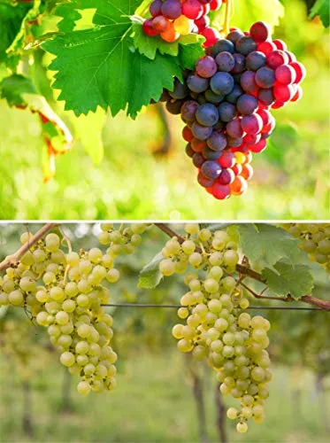 2er Set Weintrauben Pflanzen rosa und hell Vitis Vanessa Phoenix Weinrebe winterhart Wein knackig süß