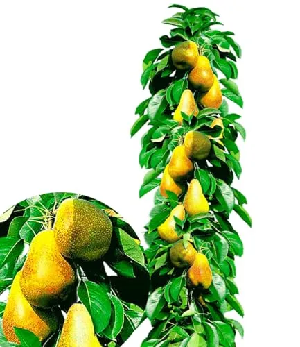 BALDUR-Garten Bäume von BALDUR-Garten