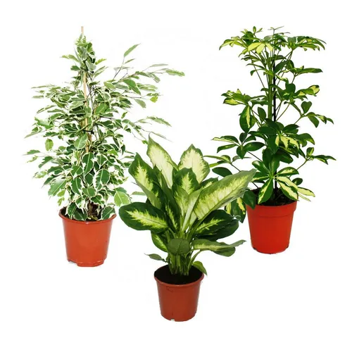 Exotenherz Zimmerpflanzen Trio Weißbunt Set - Set aus 3 pflegeleichten, panaschierten Pflanzen: Dieffenbachia, Schefflera und Ficus. Bringen Sie mit diesen einzigartigen Pflanzen stilvolle Eleganz in Ihr Zuhause!