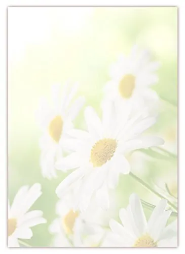 Motiv Briefpapier (Margeriten-5031, DIN A4, 100 Blatt). Einseitig bedrucktes Briefpapier, sehr gut beschreibbar, Motivpapier für alle Drucker/Kopierer geeignet Motiv Blumen Margeriten auf Wiese hellgrün