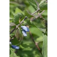 Lonicera Kamtschatica Eisbär Honigbeere 50–60 cm – Vielseitiger Obststrauch - Die Lonicera Kamtschatica Eisbär ist ein pflegeleichter Obststrauch mit aromatischen Beeren. Ideal für den Garten oder Balkon, bringt sie Farbe und Geschmack in jede Grünfläche.