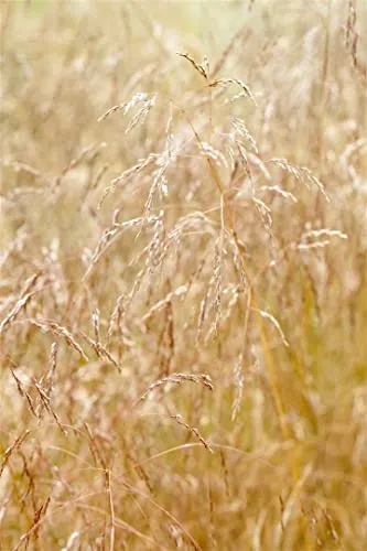 Pflanzen für Dich Gräser Deschampsia cespitosa Goldschleier - Ziergras mit goldgelben Blütenrispen, winterhart und pflegeleicht. Ideal für naturnahe Gärten und als Schmetterlingsmagnet.