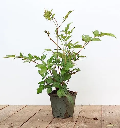 Astilbe japonica 'Montgomery' 9x9 cm Topf – Winterhart, Mehrjährig, Pflegeleicht – Prachtspiere – Staude für Schattenbeet & Garten