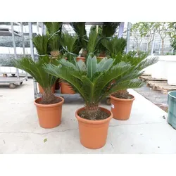 Produktbild XL Premium Palmfarn Cycas Revoluta 70-90 cm