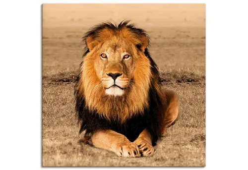 Artland Wandbild Löwe, Wildtiere (1 St), als Alubild, Leinwandbild, Poster in verschied. Größen