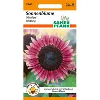 SAMEN PFANN Sonnenblume Ms Mars