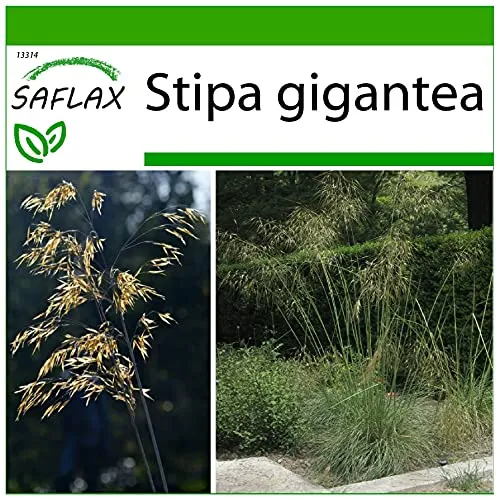 SAFLAX - Gräser-Bambus-Riesen-Federgras/Pyrenäen - Federgras - 10 Samen - Mit keimfreiem Anzuchtsubstrat - Stipa gigantea