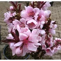 Zwergpfirsich Crimson®