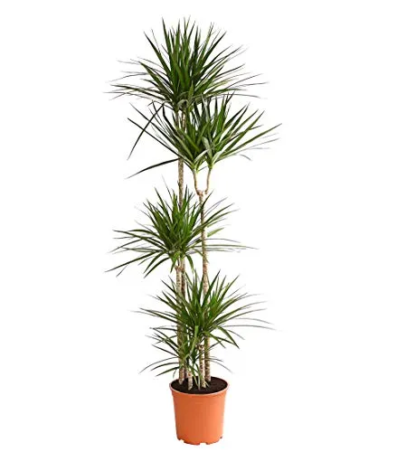 Dehner Drachenbaum, mehrtriebig mit rötlicher Umrandung, ca. 190-200 cm - Baumsamen & -pflanzen, robust und pflegeleicht, ideal für hellere Standorte, verleiht jedem Raum einen Hauch von Exotik.
