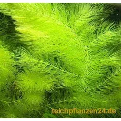 Bund Hornkraut, Ceratophyllum demersum, für Teich und Aquarium 3