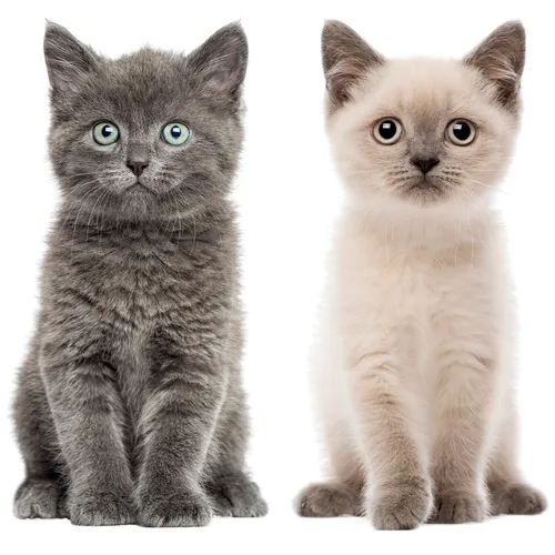 Produktbild Katzen-Baby Fensterbild Set I beidseitig bedruckte Fenster-Aufkleber I dv_978