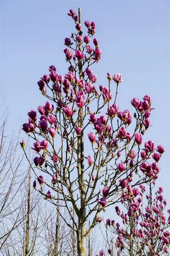 Magnolia 'Cleopatra' -R- 60-80 cm in rot von Pflanzen für Dich