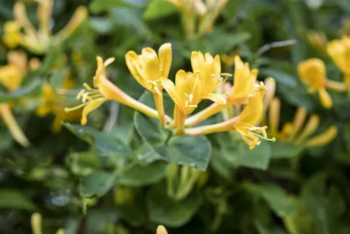 Produktbild Lonicera heckrottii Kletterpflanze, 1 St.