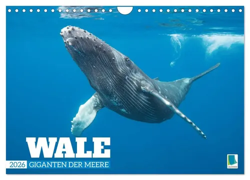 Calvendo Calvendo | Wale: Giganten der Meere (Wandkalender 2026 DIN A4 quer),...