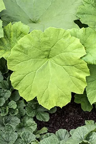 Astilboides tabularis 11x11 cm Topf – Winterhart, Mehrjährig, Pflegeleicht – Tafelblatt – Staude für Schattenbeet & Gehölzrand