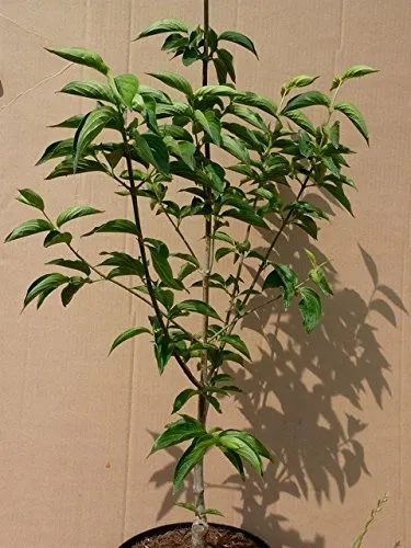 Kornelkirsche Cornus mas Jolico