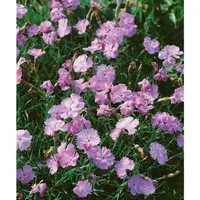 Dianthus Gratianop. Blauigel Pfingstnelke Ca. 9x9 cm Topf
