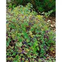 Ampelopsis brevipedunculata - Porzellanbeere, bunte Beeren für Rankgerüste - Blumen & Pflanzen: Pflegeleichte Kletterpflanze mit leuchtend blauen Beeren, ideal für Pergolen und Zäune, winterhart bis -20 °C.