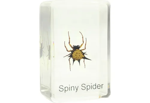 Omegon Omegon Dauerpräparat Spiny Spider Auf- und Durchlichtmikroskop