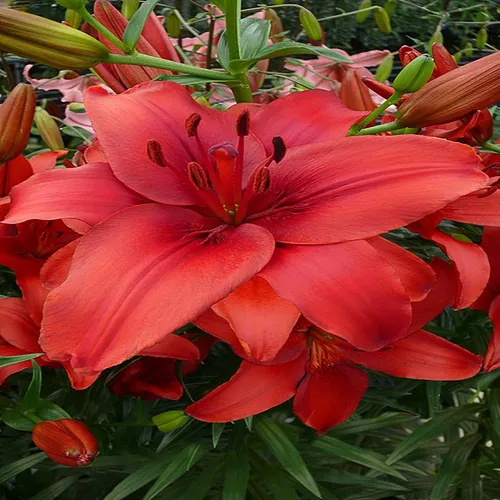Lilie Blumenzwiebeln Zwiebeln Blumen Asiatische Lilie Red Highland 1 St.