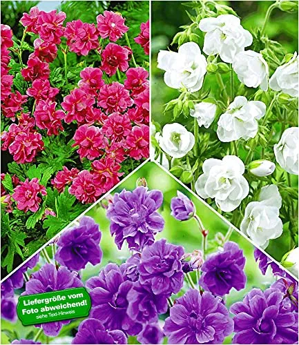 BALDUR Garten Winterharte Geranien Stauden Sortiment, 6 Knollen - Vielfältiges Sortiment winterharter Geranien für Sonne bis Halbschatten. Geringer Pflegeaufwand und mehrjährig, ideal für Garten und Balkon.