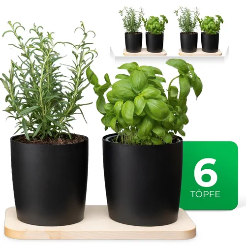 Novaliv Stilvolle Kräuterstation 6er Set - Garten-Zubehör für frische Küchenkräuter: 6 Kräutertöpfe mit Holzunterlage, ideal für jede Fensterbank und einfach zu pflegen.