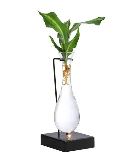 Dehner Waterplant Drachenbaum - Pflegeleichte Zimmerpflanze im LED-Glas - Hydroponischer Drachenbaum in stilvoller Glasvase, ideal für Allergiker. Einmal wöchentlich Wasser wechseln, kein Umtopfen nötig. Inklusive Ständer, perfekt für jedes Zuhause.