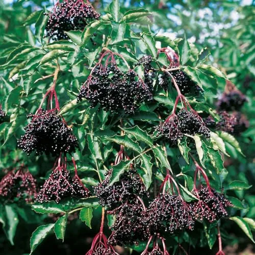 Großfruchtiger schwarzer Holunder 'Sampo' - Vitaminreiche Gartenzierde - Samen & Pflanzen von Hecken & Sträuchern - Der robuste Holunder 'Sampo' bietet große Früchte und ist eine wahre Vitaminbombe für Ihren Garten.