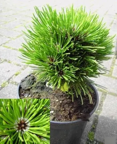 Pinus heldreichii Schmidtii von Baumschule