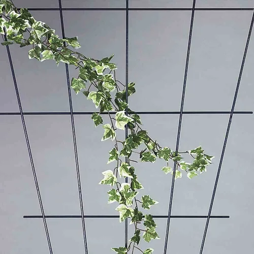 Siena Garden Spalier Rosenspalier V-Form 150 x 75 cm - Spalier aus kunststoffbeschichteten Eisendrähten, ideal zur Begrünung von Wänden oder freistehend, perfekt als Rankhilfe für Rosen und Kletterpflanzen.