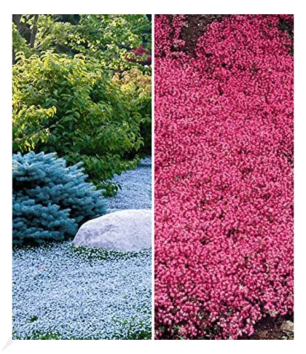 BALDUR Garten Bodendecker-Kollektion rot und blau, 6 Pflanzen winterharte Stauden Isotoma und Thymian, mehrjährig, pflegeleicht, Wasserbedarf gering, blühend, Isotoma fluviatilis, Thymus serpyllum