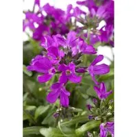 Arabis Blepharophylla Rote Sensation Gänsekresse Rot Ca. 9x9 cm Topf