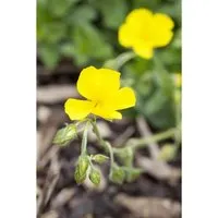 Helianthemum x cult. 'Golden Queen' - Sonnenröschen in Gelb im 9x9 cm Topf - Das Sonnenröschen ‘Golden Queen’ ist eine pflegeleichte, blühfreudige Polsterstaude, ideal für sonnige Standorte. Mit leuchtend gelben Blüten bringt es Farbe in Beete und Kübel.