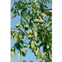 Produktbild Walnussbaum Juglans regia 'Lake' 150-200 cm