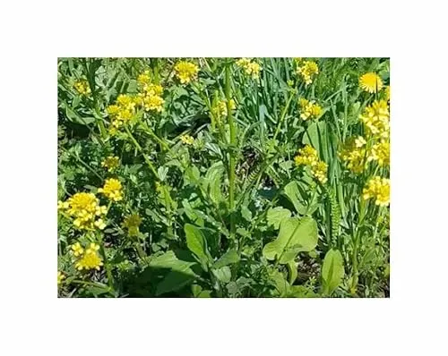 Winterkresse Barbarakresse Garten Pflanzen - Samen F-S180 - Seeds & Plants Shop by Ipsa 1 g