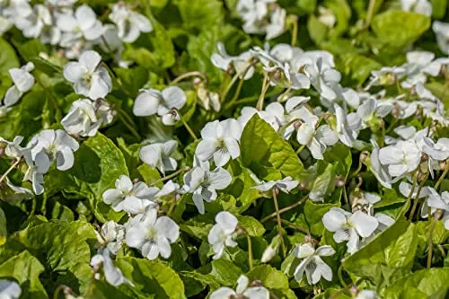 Viola sororia 'Albiflora' 9x9 cm Topf – Winterhart, Mehrjährig, Pflegeleicht – Weißes Veilchen – Bodendecker für Schattenbeet & Unterpflanzung