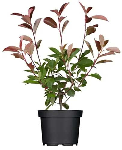 Photinia fraseri 'Red Robin' 40-60 cm - Glanzmispel, rote Blattaustriebe, immergrün, ideal als Hecke, pflegeleicht und winterhart
