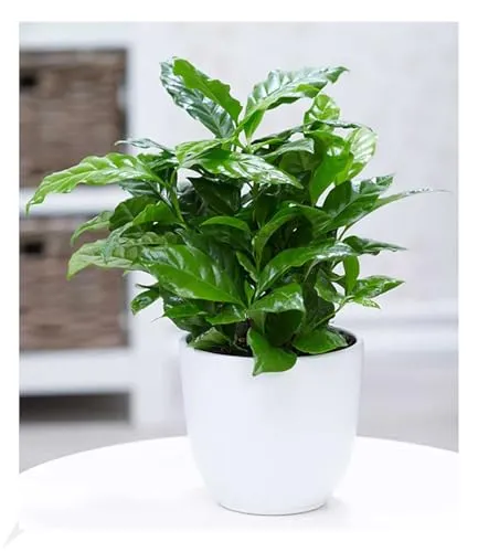 BALDUR-Garten Pflanzen von BALDUR-Garten