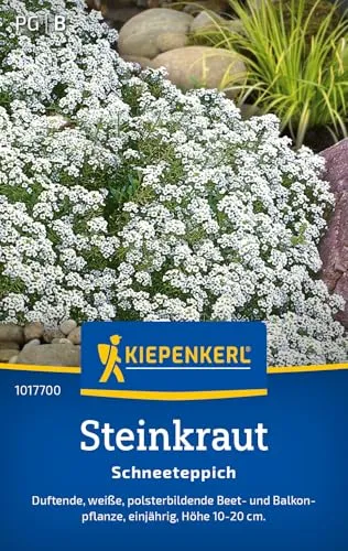 Kiepenkerl Steinkrautsamen Schneeteppich 1017700 - Einjährige Blumensamen mit einer Wuchshöhe von 10 bis 20cm und Inhalt für 80 Pflanzen - Saatgut