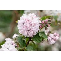 Deutzia Hybrida Maiblumenstrauch 60-100 cm – Vielseitiger Zierstrauch - Der Deutzia Hybrida ist ein blühfreudiger Zierstrauch mit duftenden, weißen bis roséfarbenen Blüten. Ideal für Gartenbeete, Vorgärten oder als Kübelpflanze. Pflegeleicht und winterhart für schöne Akzente im Garten.