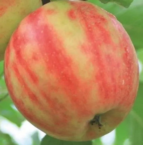 Karneval ,Winterapfel, Buschbaum (kleinbleibend), 120-140cm, im Topf