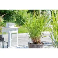 Panicum Virgatum Rehbraun Rutenhirse Rotbraun 2-3 Liter Container