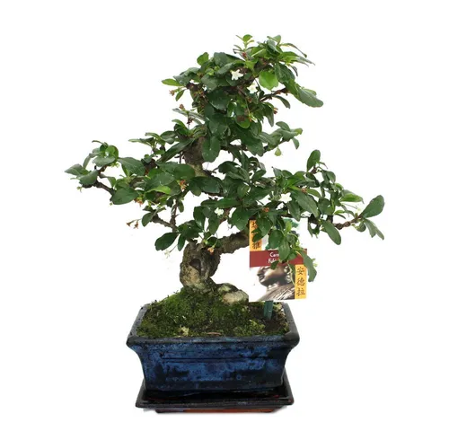 Exotenherz Bonsai Fukientee Carmona microphylla - ca. 6 Jahre - Bonsai Pflanze Carmona microphylla, ca. 6 Jahre alt, mit eleganter Keramikschale, ideal für Bonsai-Liebhaber und zur Raumdekoration.