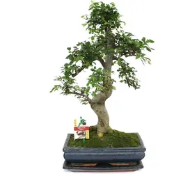 Bonsai Chinesische Ulme - Ulmus parviflora - ca. 12-15 Jahre - Bonsai Chinesische Ulme, ein einzigartiger handgegestalteter Bonsai, ideal für kühle Zimmer und helle Fensterplätze. Perfekt für Bonsai-Liebhaber!