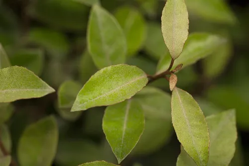 Pflanzen für Dich Gehölze Elaeagnus ebbingei - Immergrüne Ölweide - Die Ebbingei-Silberbeere ist ein robuster Zierstrauch mit silbrig schimmernden Blättern und duftenden Blüten. Ideal für Hecken, Sichtschutz und Kübel. Pflegeleicht und wintergrün, schafft Struktur in jedem Garten.