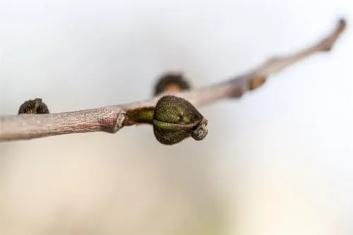 Asimina triloba 40–60 cm – Winterhart, Mehrjährig, Pflegeleicht – Indianerbanane (Pawpaw) – Obstbaum für Garten & Obstgarten