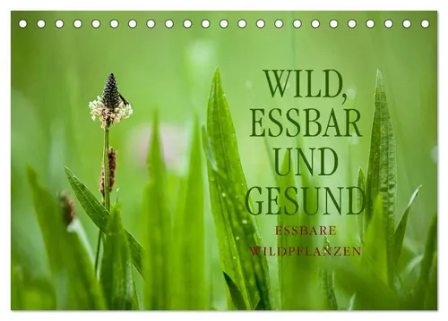 CALVENDO Wandkalender WILD, ESSBAR UND GESUND Essbare Wildpflanzen (Tischkalender 2026 DIN A
