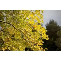 Liriodendron Tulipifera - Tulpenbaum 80–100 cm - Beeindruckender Zierbaum mit tulpenförmigen Blüten und leuchtend gelben Herbstlaub. Ideal als Solitär oder Alleebaum, für sonnige bis halbschattige Standorte.